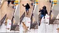 "This is wickedness": Man's dog pursues ex-girlfriend from house in video after she paid him surprise visit