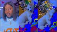 "My own dey challenge German Shepherd": Lady's Eskimo dog surprises her at midnight, sleeps on the bed