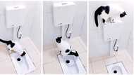 "Brilliant animal": Smart cat defecates inside toilet, flushes poop like humans, TikTok video goes viral