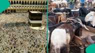 Date and 5 other things to know about Eid Al Adha 2026