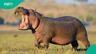 Fear to festivity: Kebbi farmers and fishermen end weeks-long hunt of deadly Hippo