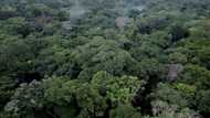 Scientists fight to protect DR Congo rainforest as threats increase