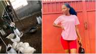 Beautiful Nigerian lady showcases her hustle as a chicken farmer without shame, photos cause huge stir