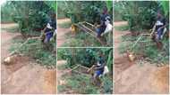 Talented boy uses sticks to build 'excavator', packs sand with it in viral video, Nigerians praise him