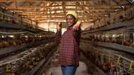 My parents demanded that I marry to keep the family business, so I chose a farm girl to spite them