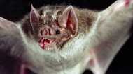 La chauve-souris vampire géante est-elle définitivement éteinte ?