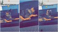 Burna Boy's Last Last: Funny moment dog abandons bone, "reacts" to song, video goes viral