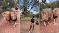 "I used to fear Samson": Pretty lady walks 2 big lions as if they are dogs in viral video