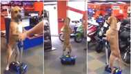Cruising pet: Video shows rich dog riding its 'car', vibing around house to the admiration of many on online