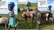 Lady proudly shows plenty of cows used to pay her bride price, video stuns netizens