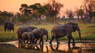 Botswana to begin elephant hunting with auction on Friday, February 7