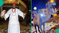 Obi Cubana's camel gift from Morocco after lavish 50th birthday party leaves Nigerians talking