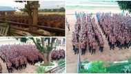 Anambra school students dump normal uniform, attend first assembly in native attire 'Isi Agu,' photos go viral