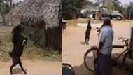 Jama'a sun saki baki wurin kallon akuyar da ke yawo da kafafu biyu