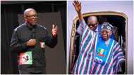 Tension in Labour Party's camp as governorship candidate in top northern state dumps Peter Obi for Tinubu