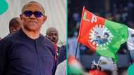"Obi may not be given 2027 ticket": LP factional secretary declares, explains why