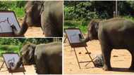 Incredible video of moment elephant made beautiful painting of itself stuns the internet