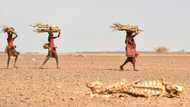 Africa facing climate impact 'nightmare': Kenyan president