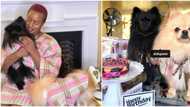 Happy 1st Birthday my sons, I love you both: DJ Cuppy celebrates her dogs, wears matching outfits with them