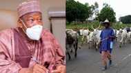 Confusion as northern governor seeks ban on movement of cattle to from north to south