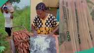 Hardworking lady harvests her cassava, makes garri with it and earns large sum of money