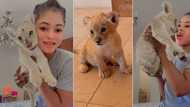 "Don't bring it to Lagos": Nigerian lady buys baby lioness to keep at home, holds it tight in video