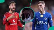 Mysterious cat predicts result of Chelsea vs Manchester United Premier League clash