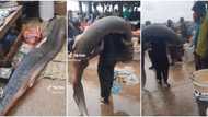 "That fish is about 1000 years old": Man catches giant fish, carries it on his shoulders, causes stir in video