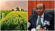 Why we can't repay loan now - Kebbi rice farmers tell CBN, appeals for suspension of repayment till 2022