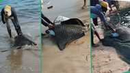 "It is worth N91m": Lucky man catches rare fish called dotted stingray, video warms hearts