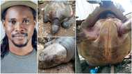 Nigerian man rescues giant turtle from people who want to kill it for food in Lagos, shares photos