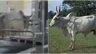 It's performing ward round: Massive reactions as cow walks majestically into hospital ward, video causes stir