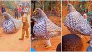 "We have it in my village": Nigerians hail beautiful bird masquerade called Mmanwu Ugo, its video goes viral