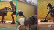 Video of man bathing his goat and rubbing it cream like human stuns many Nigerians