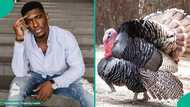 Christmas celebration: Estate resident's turkey suddenly goes missing, WhatsApp message leaks