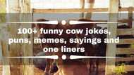 100+ funny cow jokes, puns, memes, sayings and one liners