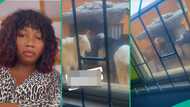 Lady’s landlord stores Sallah rams behind her window, she complains about sleepless nights