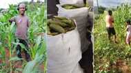 33-year-old man born with no arms inspire many people with his huge farm, photos cause huge stir