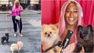 DJ Cuppy to give out N60k cash as her cute dogs Dudu and Funfun clock 6 months