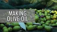 How olive oil is made: step by step guide