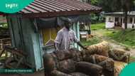 Lady storms carpenter's shop and seizes his generator after he failed to deliver for 3 months