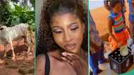 "E choke": Nigerian man takes cow to his in-law's house for introduction
ceremony, video trends