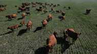 Argentina's fed-up farmers lean towards outsider Milei