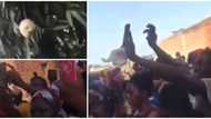 Mystery as residents discover mango fruit with human-like face on tree in viral video, crowd storm the place