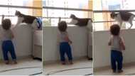 Heartwarming video shows adorable cat babysitting a little child, here is what it did