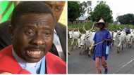 Killings: CAN tells Miyetti Allah to call violent members to order, says herdsmen created enemies for themselves