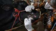 Indonesian farmers pay price of foot and mouth outbreak before Eid sacrifice