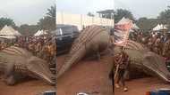 "It is from my village": Nigerian crocodile masquerade called 'aguiyi' steps out in the open, video goes viral