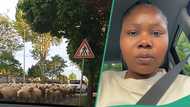 "For abroad?": Nigerian lady captures shepherd and his 3,000 animals moving inside street in Europe