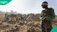 Herder collapses after losing over 40 cattle in mysterious Abuja incident, "we rushed him to hospital"